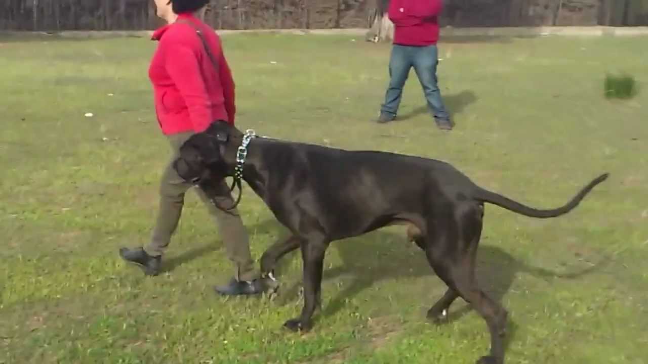 e-dog adiestradores caninos: Adiestrando a Ryu, un perro gigante muy obediente en Granada