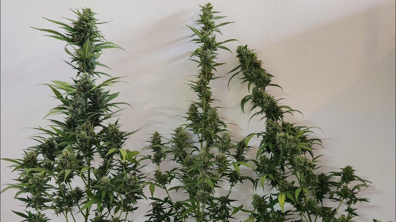 sweet skunk de sweet seeds