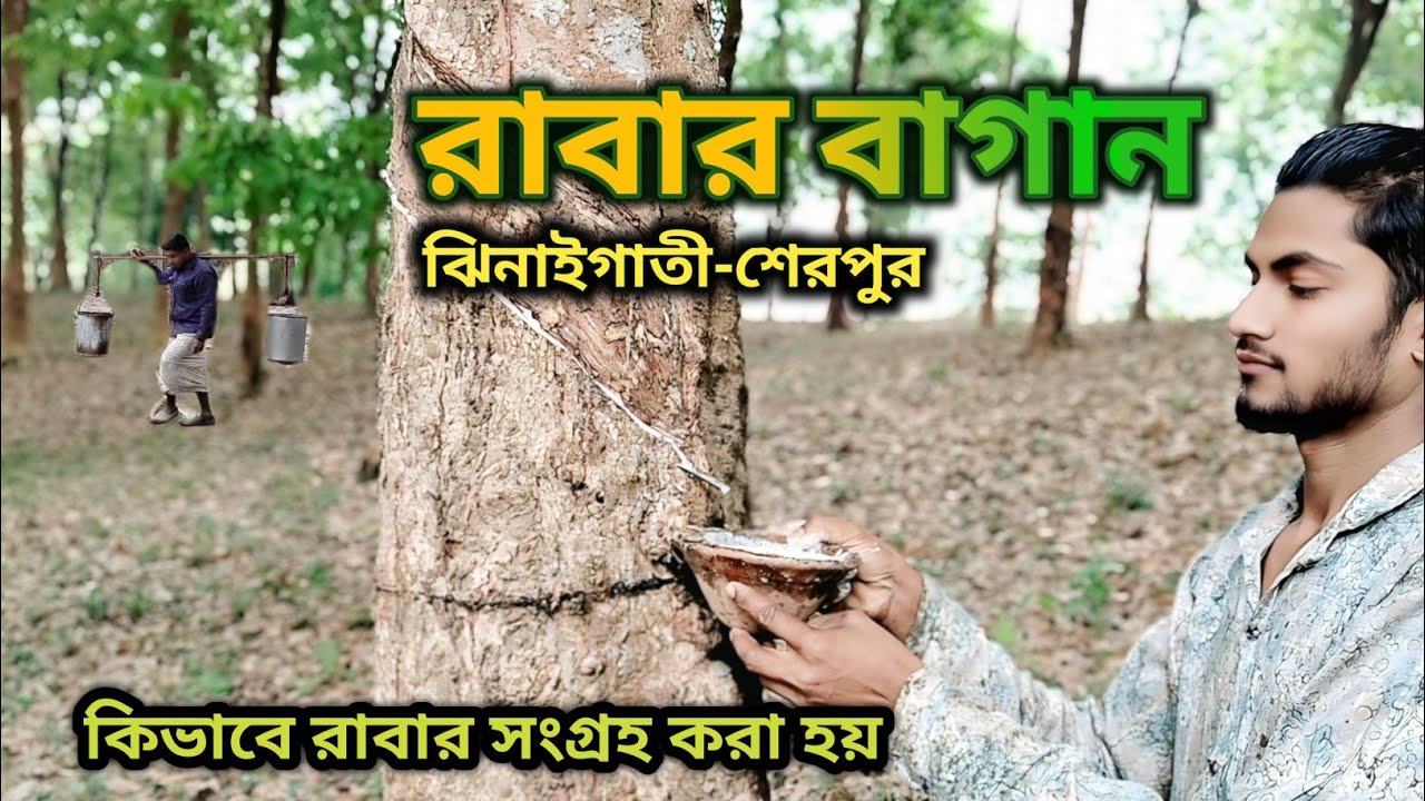 Rabar bagan || সন্ধ্যাকুড়া রাবার বাগান || Rubber garden, Jhenaigati, sherpur