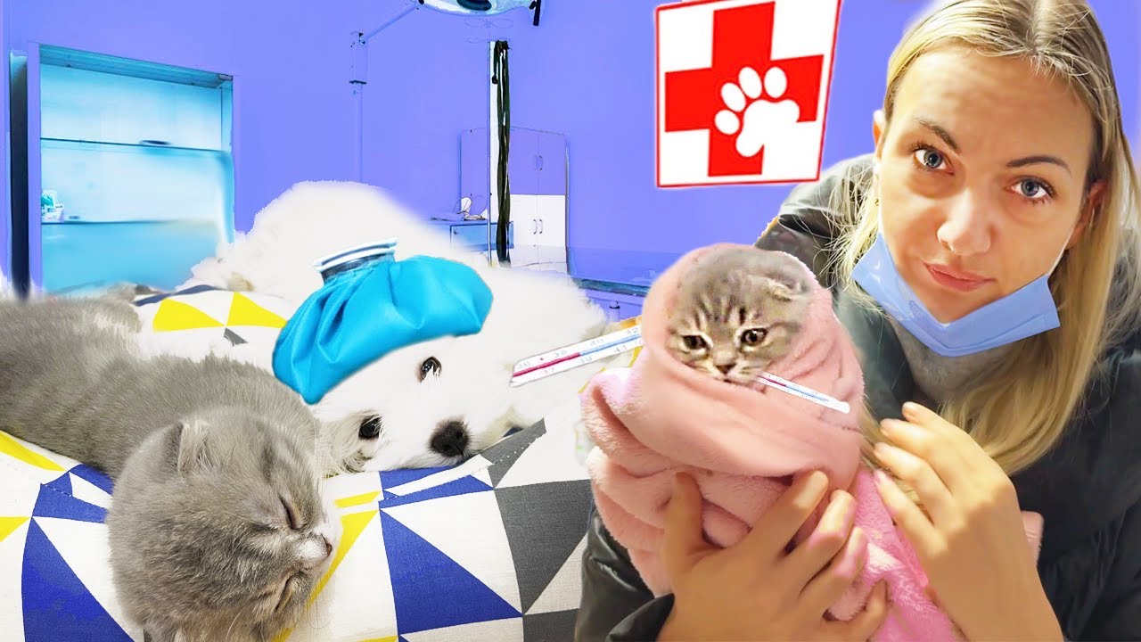 😭 S-au ÎMBOLNĂVIT 🐾 Cățelușa și Pisica 🤒- Injecții 💉 și vizita la Veterinar
