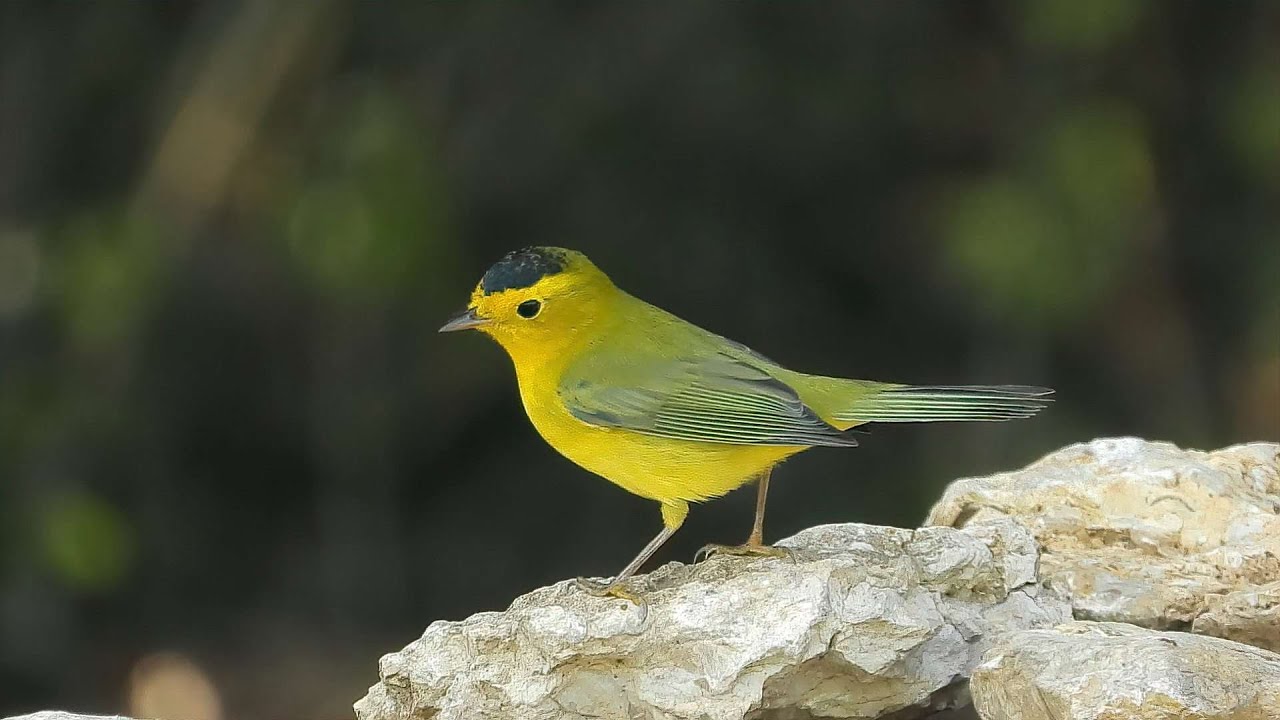 Wilson's Warblers - Pat O'Neil's Video Bird IDs