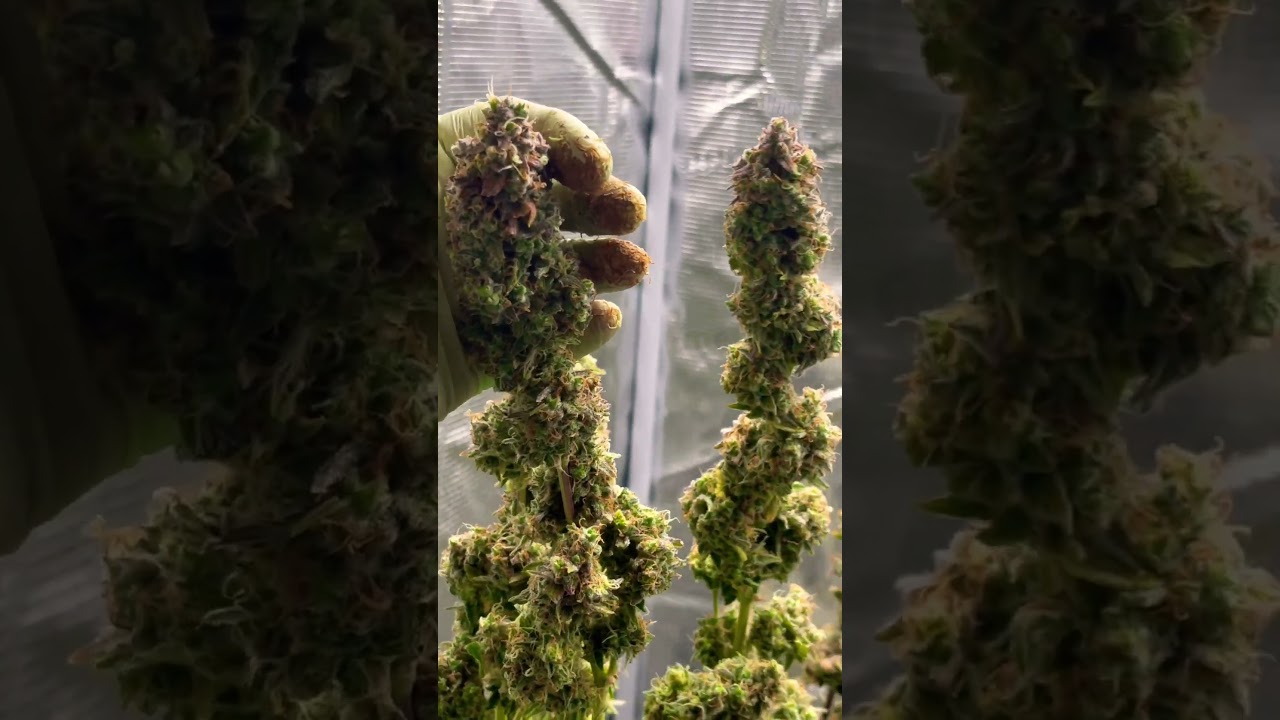 MARIJUANA HARVEST - The view you&rsquo;ve been waiting for 🔥☘️🥦