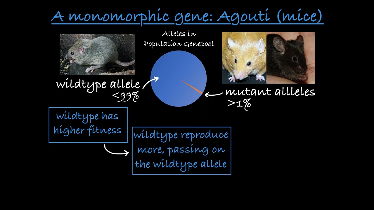 Monomorphic and Polymorphic Genes Explained