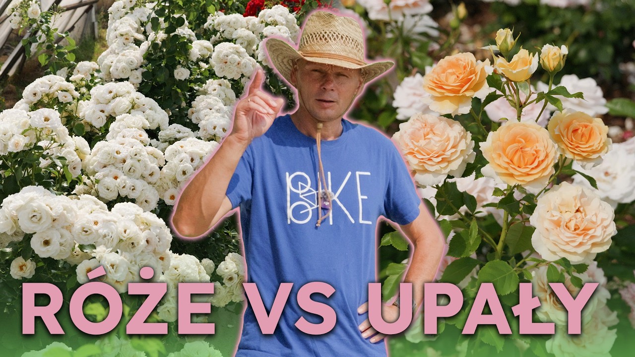 These roses are NOT AFRAID of the sun! The best varieties for extreme heat