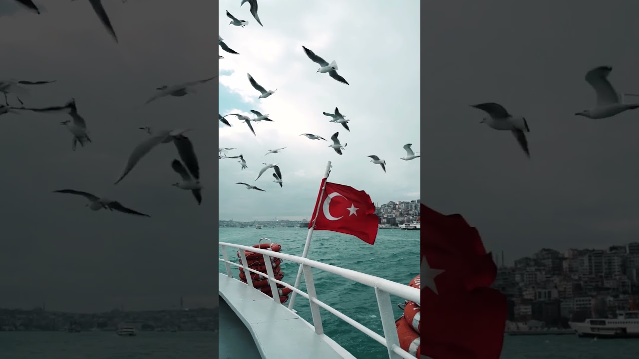 Seagulls in Turkey, Istanbul #turkey #istanbul #viralvideo #foryourpage
