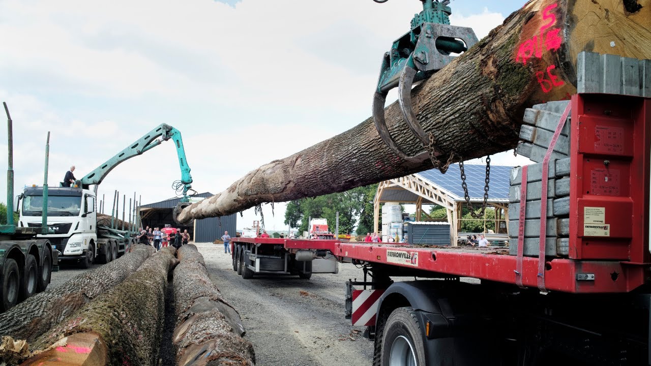 🌳2/3 Transport et sciage des chênes d'exception pour Notre-Dame, suite d'une belle aventure humaine