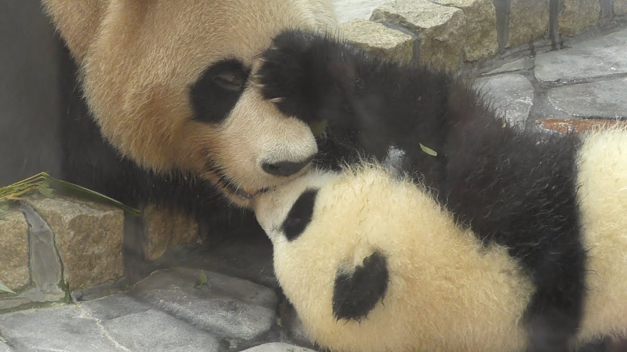 【ノーカット】🐼彩浜🌈良浜ママにチュッチュッ(*´ε`*)💕【親子パンダ】Giant Panda -Rauhin&Saihin-☆Hydration