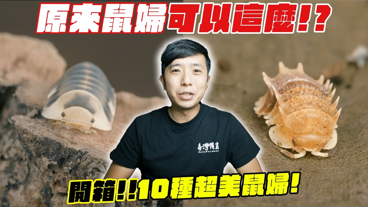 開箱!! 10種超美鼠婦!｜原來鼠婦可以這麼貴？｜2種P屬鼠婦產出新寶寶!!!【臺灣蟻窟】