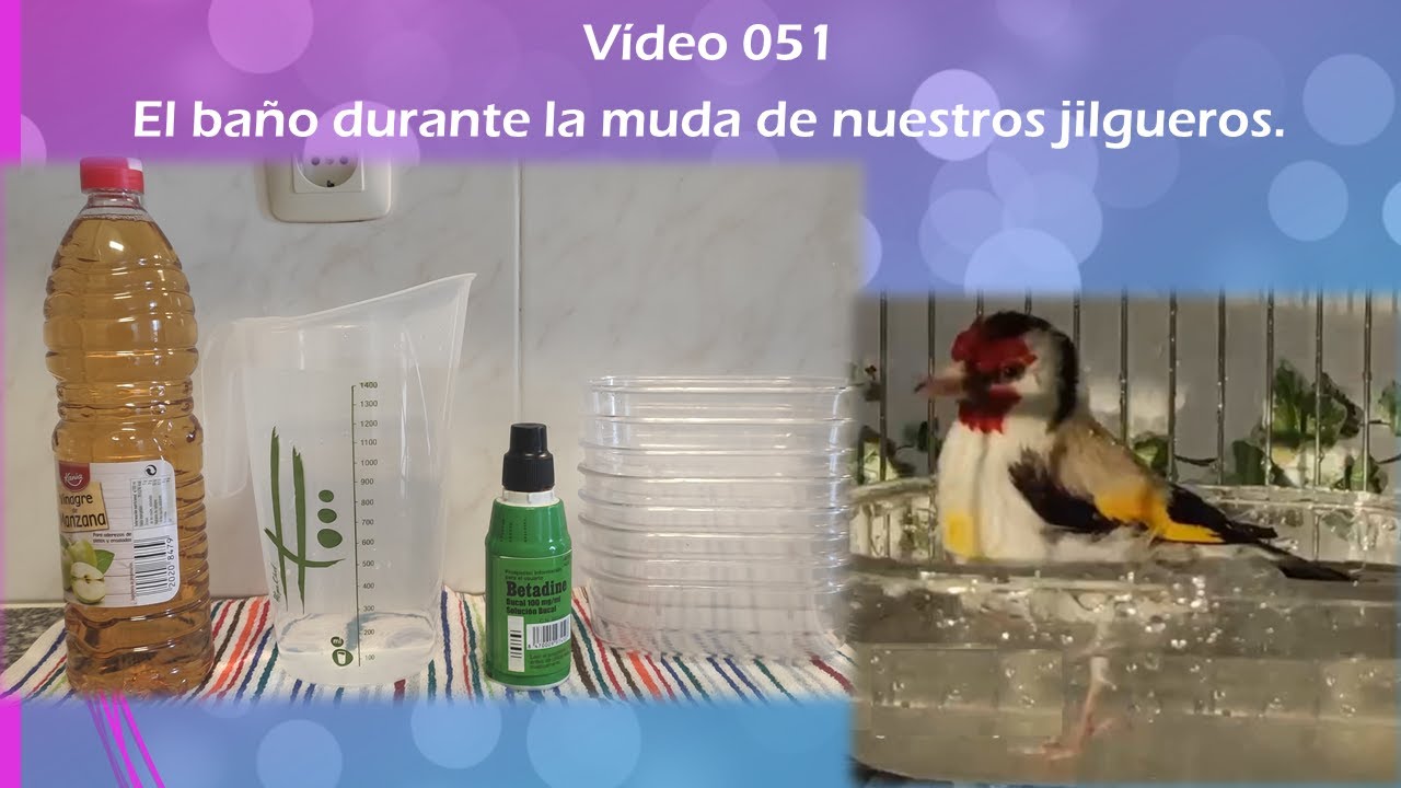 051 EL BAÑO DURANTE LA ÉPOCA DE MUDA DE NUESTROS JILGUEROS