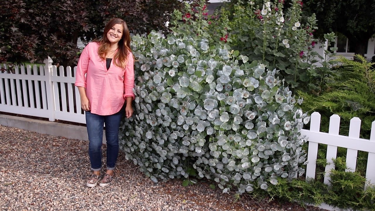 Kintzley's Ghost Honeysuckle 🌿 // Garden Answer