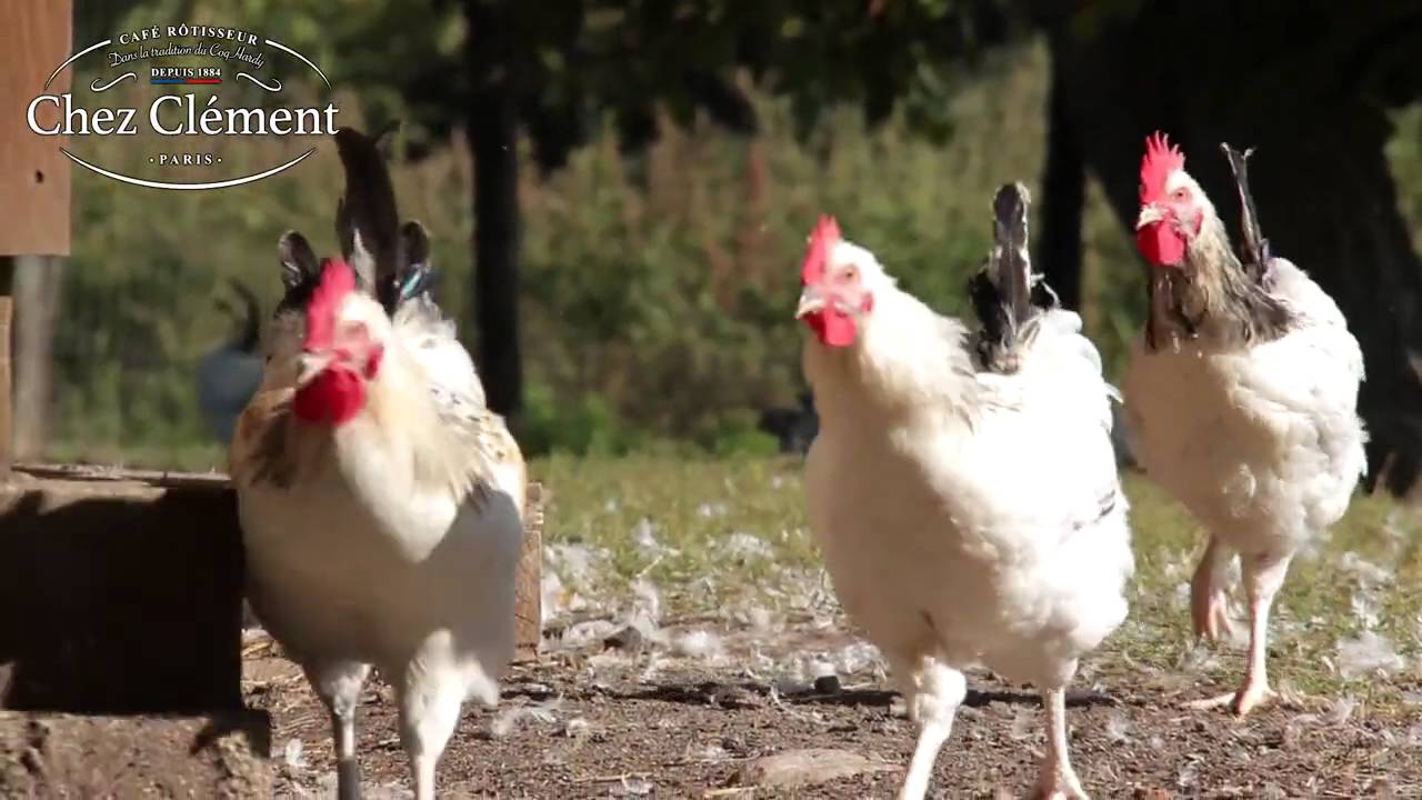 Allier Volailles - Chez Clément vidéo 2015 / Poulets Bourbonnais - HotelRestoVisio