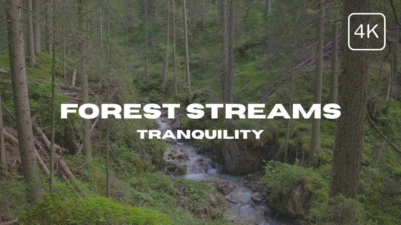 Forest Light 07 - Streams 🌀 (1 Hour, No Loop, 4K)