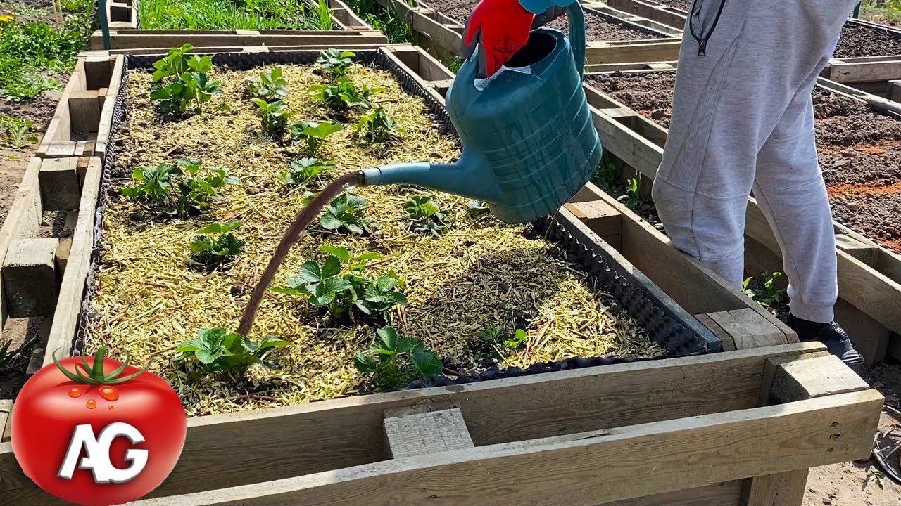 There will be 10 times more strawberries if you do this in the spring