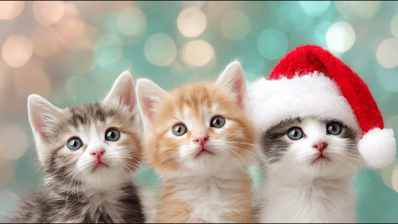 Cozy Christmas Kittens TV Wallpaper | Cute Holiday Cat Decor for Your Home Christmas Kittens