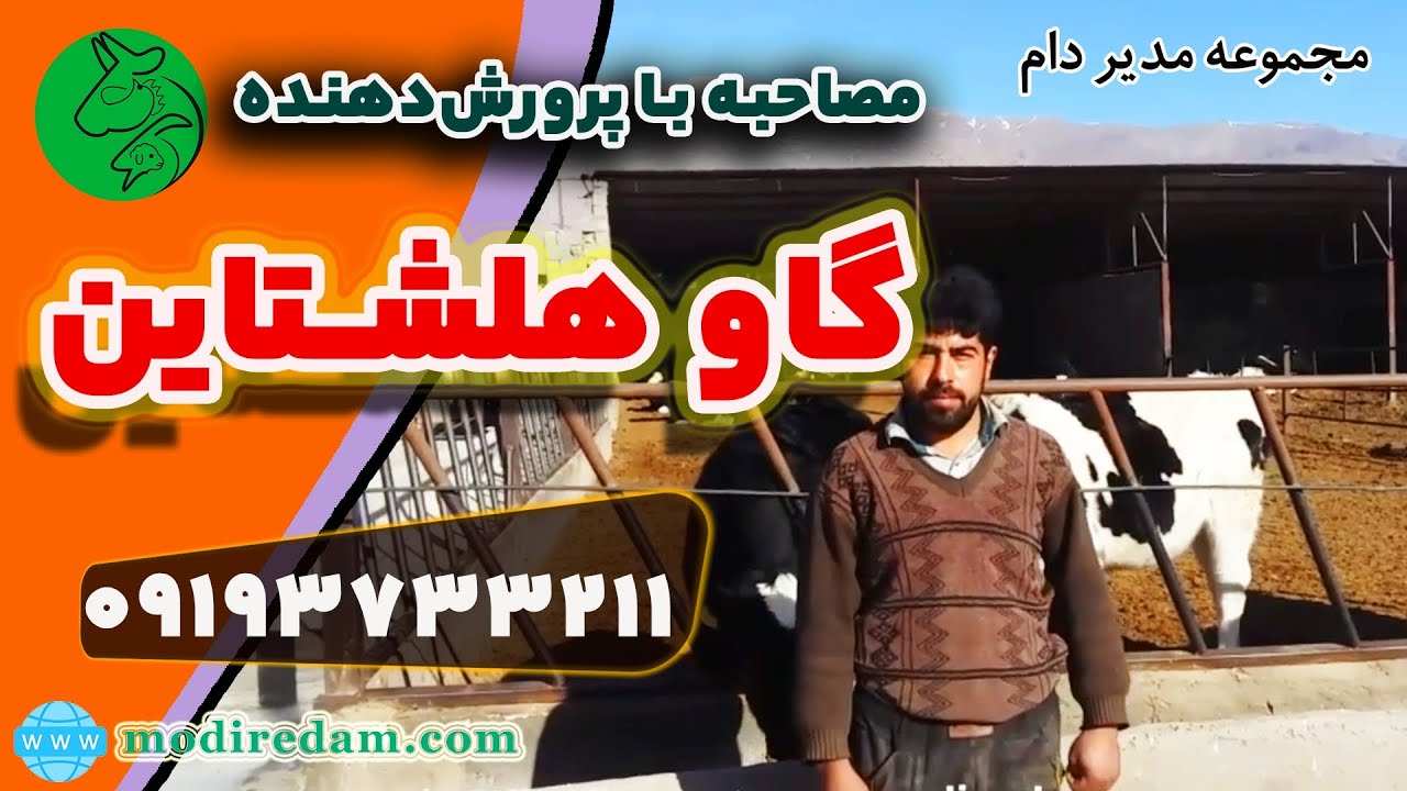 مصاحبه با پرورش‌دهنده گاو شیری هلشتاین