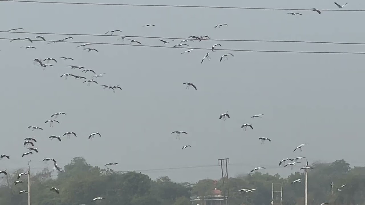 Common Cranes at Nal Sarovar 