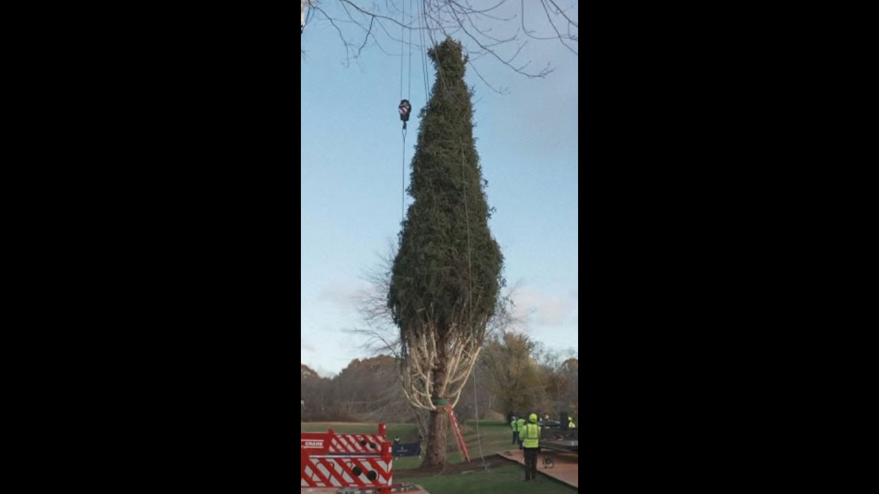 2025 Rockefeller Center Christmas tree cut down in upstate New York