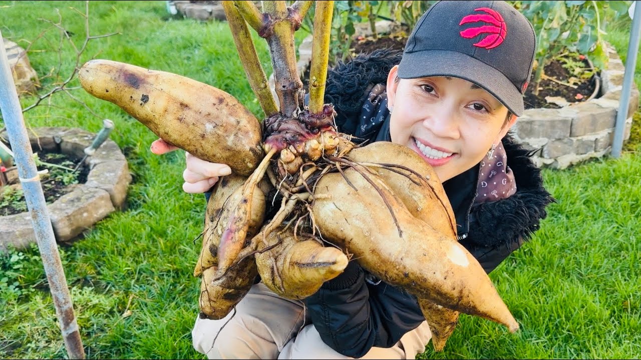 Thu Hoạch Sâm Đất Củ Siêu To Quá Ngon, Súp Lơ Xanh Mini Tươi Non Mơn Mởn 🇨🇦2259》 Vườn Rau Việt 