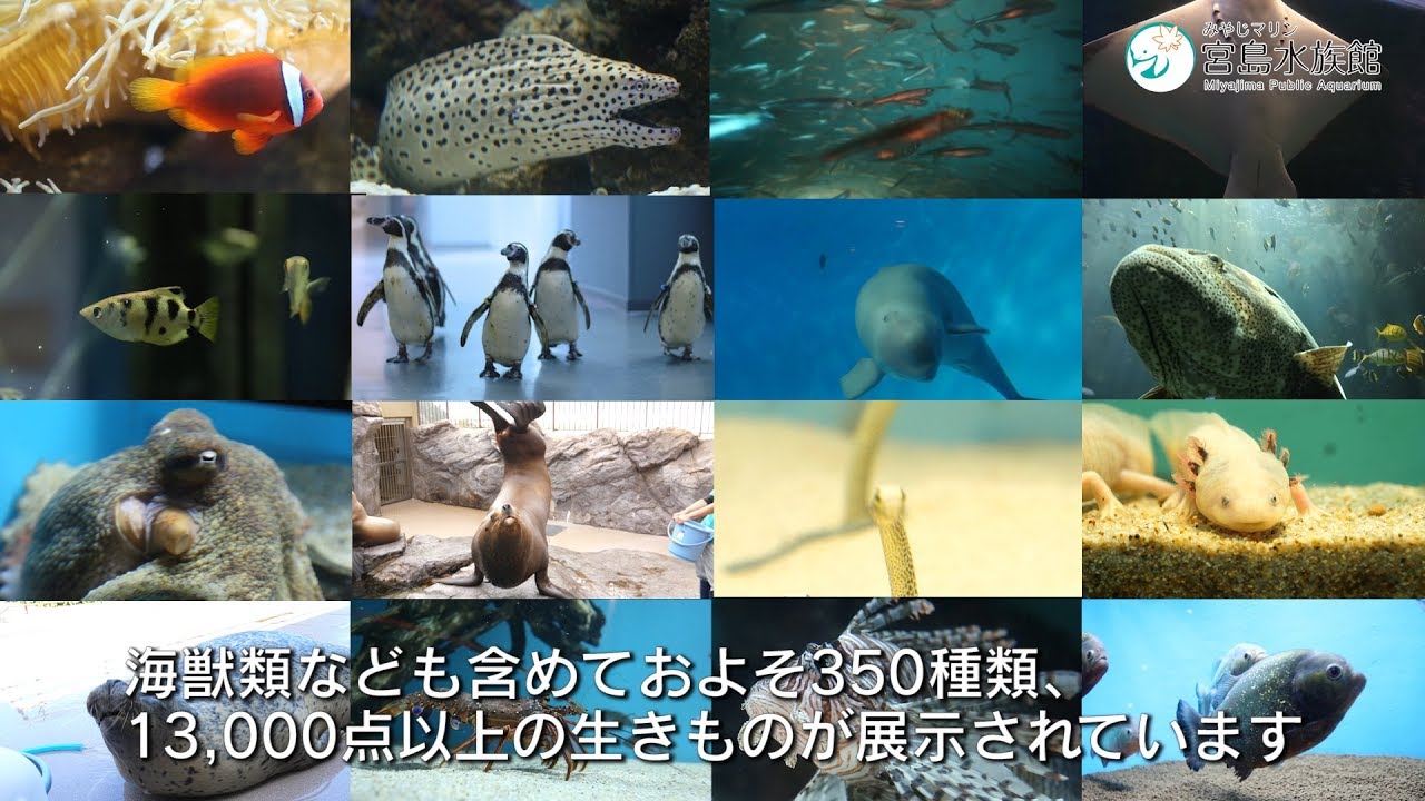 ～ようこそ宮島水族館へ～「瀬戸内海まるごと水族館」を体験しよう！！