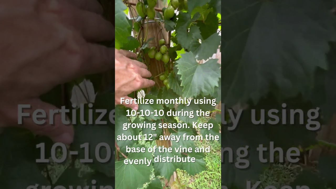 Muscadine Grapes: A Homegrown Southern Native  #redbirdgardeninganddesign #muscadine #scuppernogs