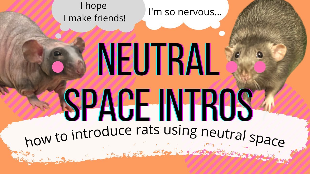 How to Introduce Rats(Neutral Space Method)