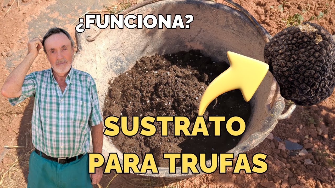 Las encinas truferas no producen trufas 💀 Probamos un Sustrato específico