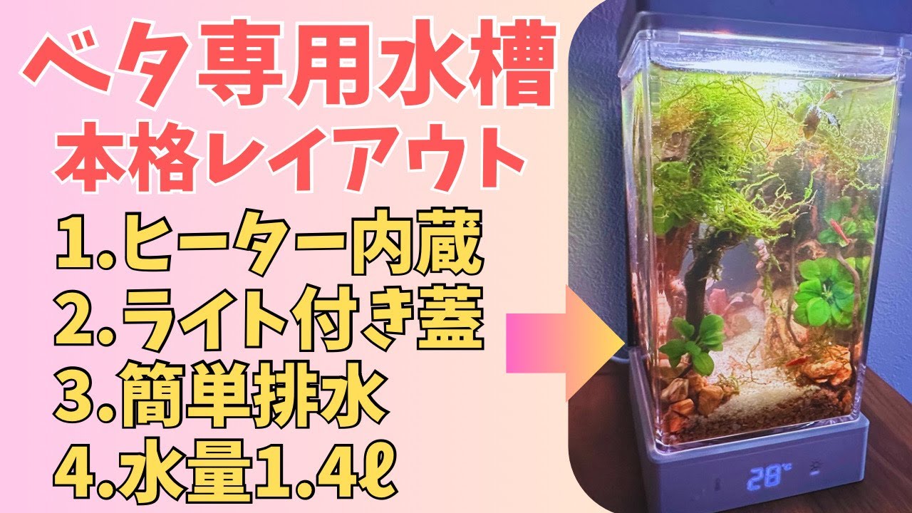 ベタ専用オールインワン水槽で本格レイアウト水槽立ち上げ！　＃アクアリウム