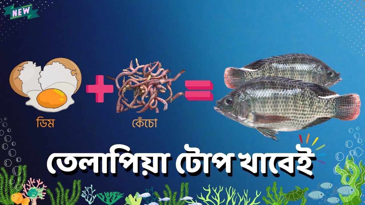 তেলাপিয়া মাছের টোপ তৈরি । Mozambique Tilapia Bait | তেলাপিয়া মাছের টোপ বানানো । Telapia Macher Top