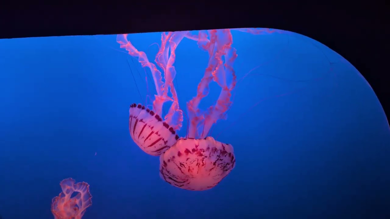 The Monterey Bay Aquarium