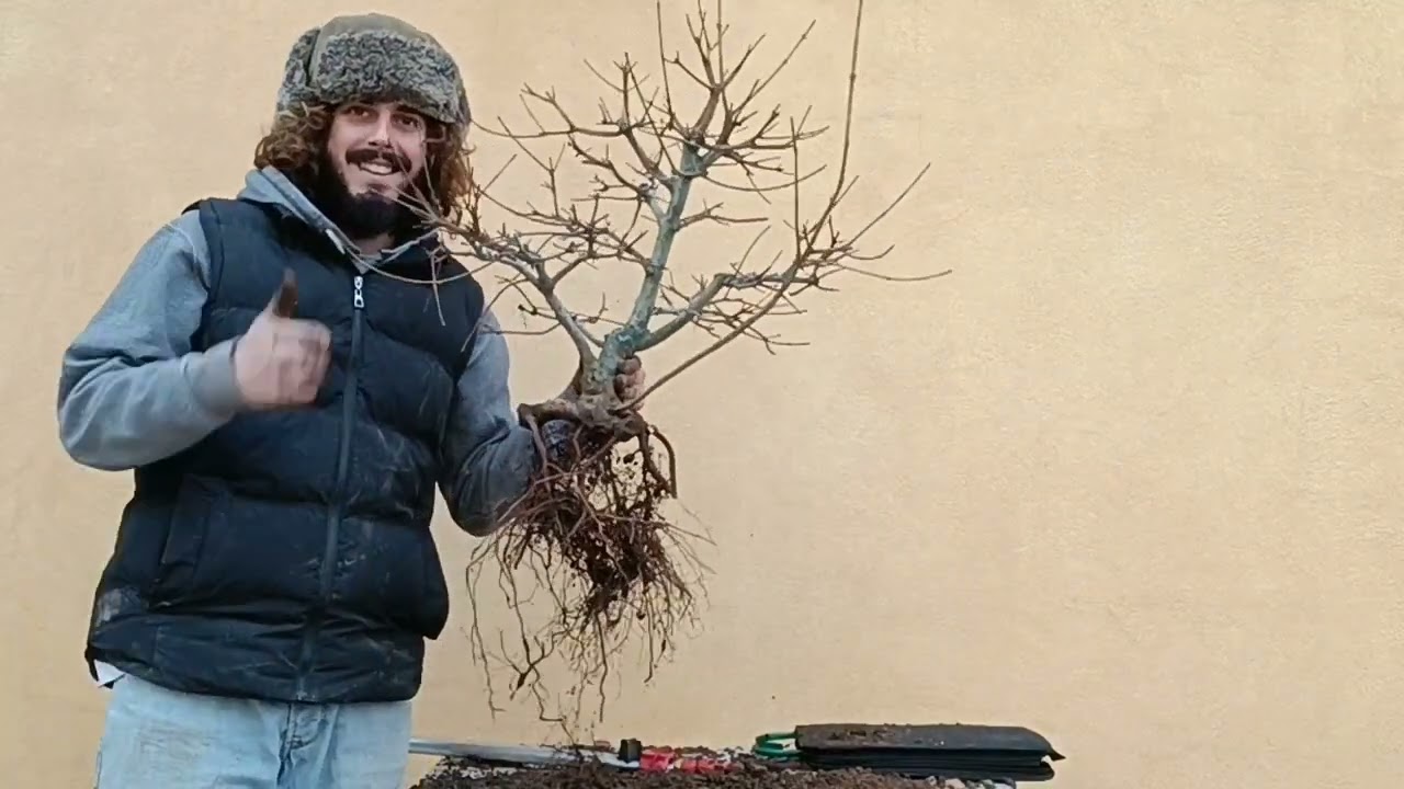 Bonsai - Rinvaso Acero campestre