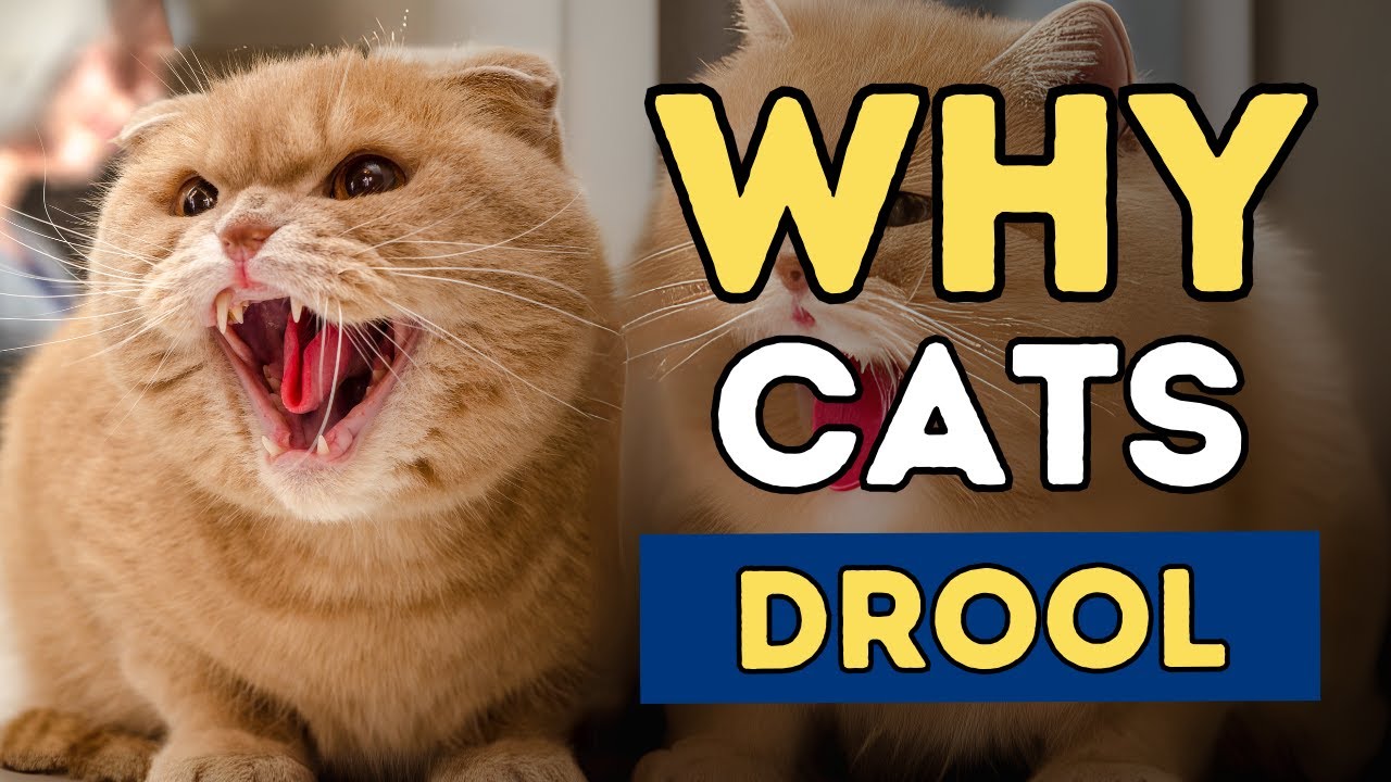 Why Your Cat Is Drooling, and What You Can Do About It