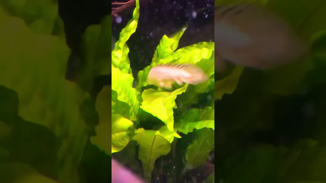 Cute little interaction with lil Bichirs. #aquarium #bichir #stillwaters