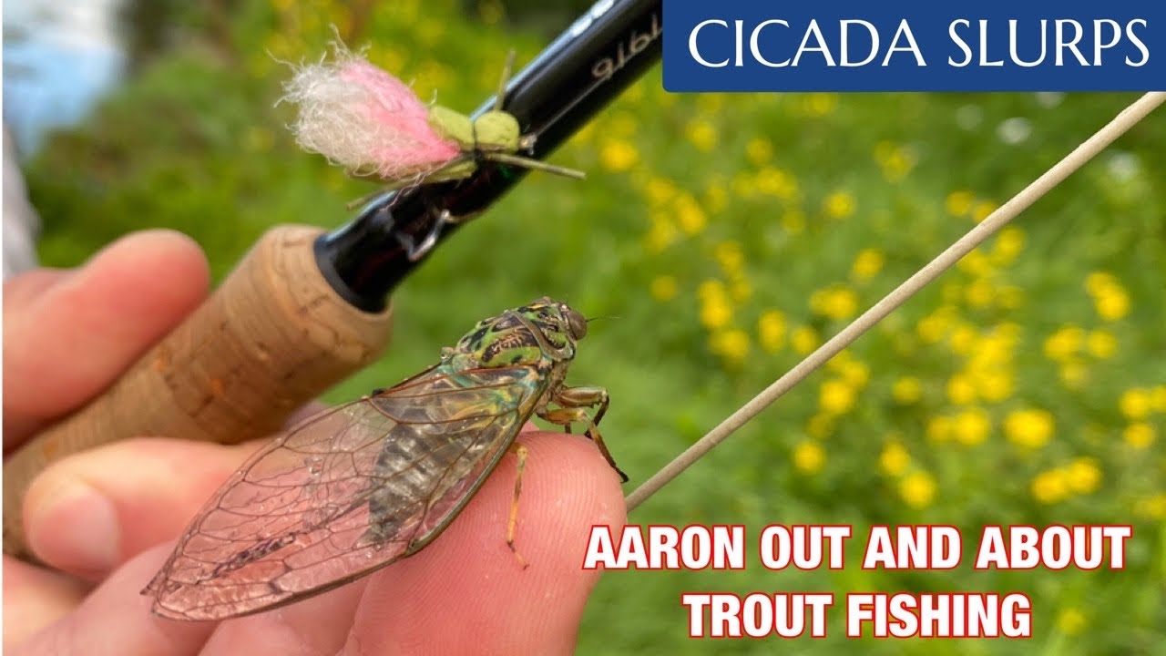 CICADA SLURPS | AARON OUT AND ABOUT TROUT FISHING | FLY FISHING NEW ZEALAND