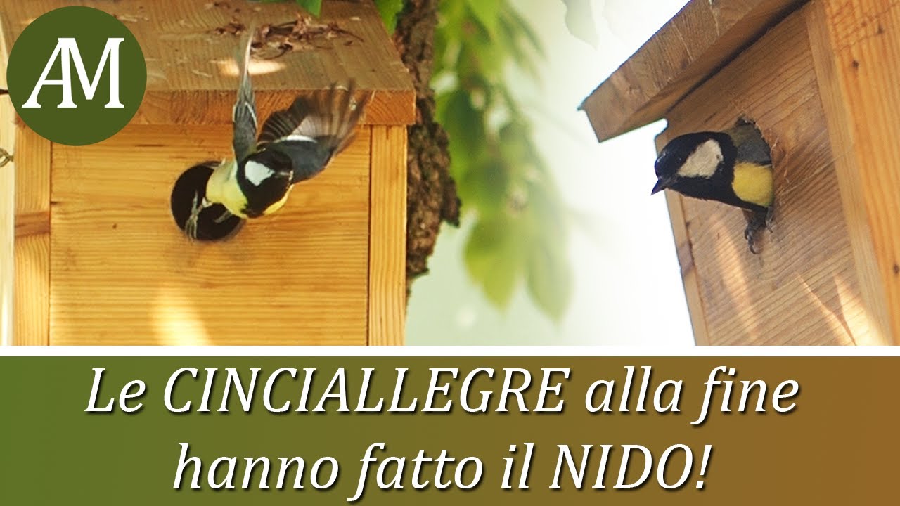 Le cinciallegre hanno fatto il nido! - Birdgarden