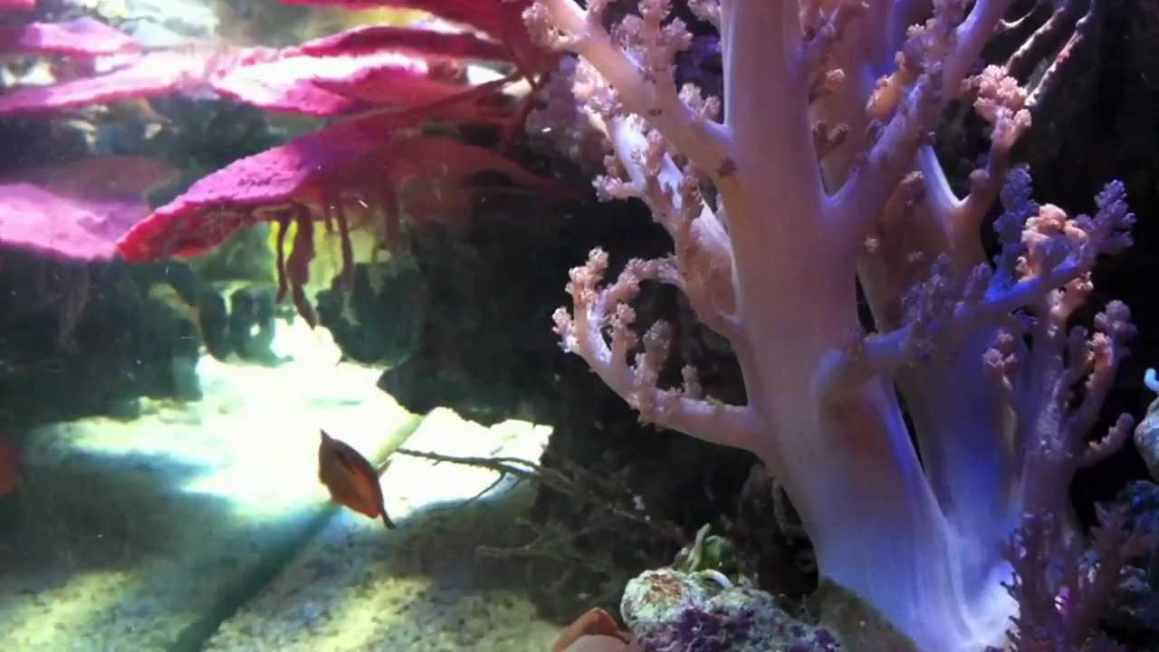 L' Aquarium Récifal de JF Jacomino - Août 2012
