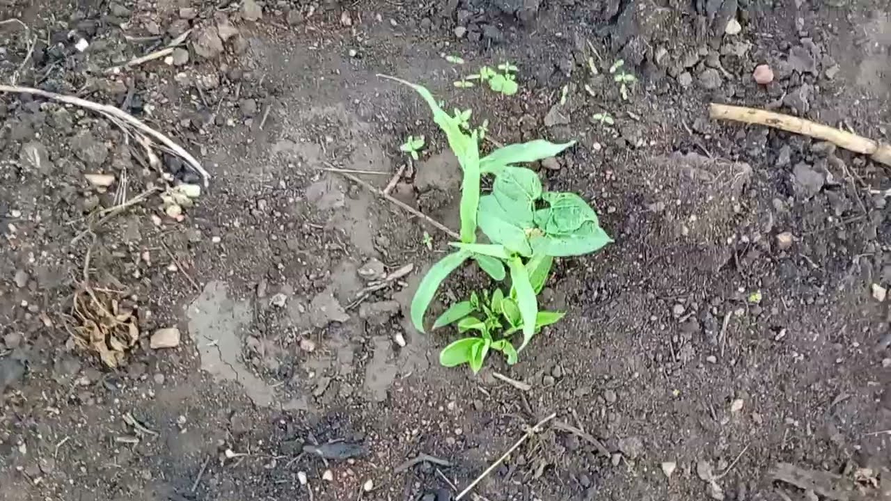 Fava, milho e feijão crescendo com as chuvas no sertão 