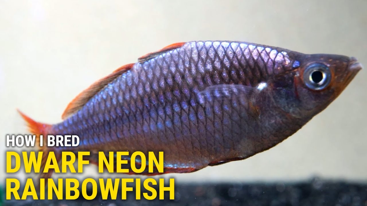 How I Bred Dwarf Neon Rainbowfish at Home