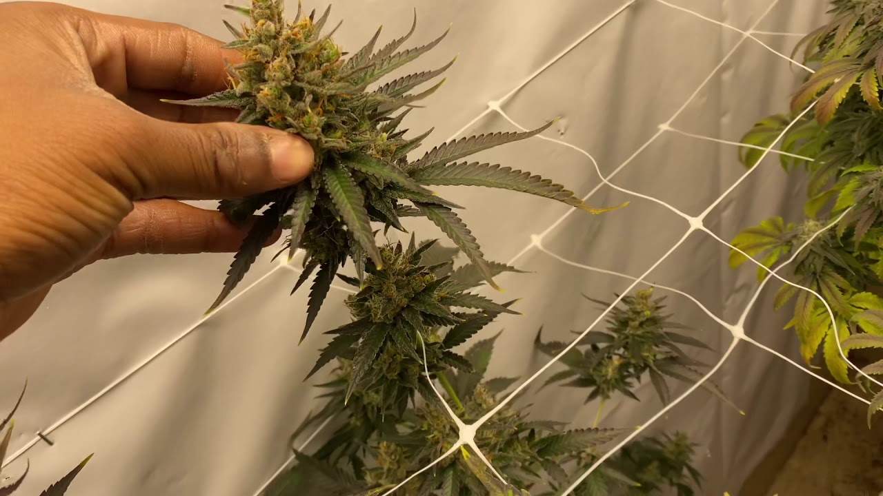Snaxland x SeedJunky Genetics?