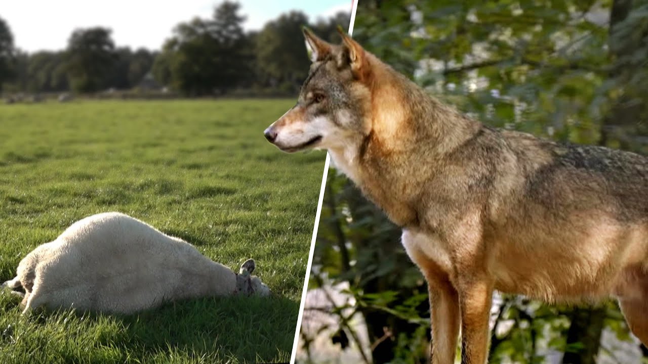 Hoe ga je om met de wolf? Op pad met voor- en tegenstanders