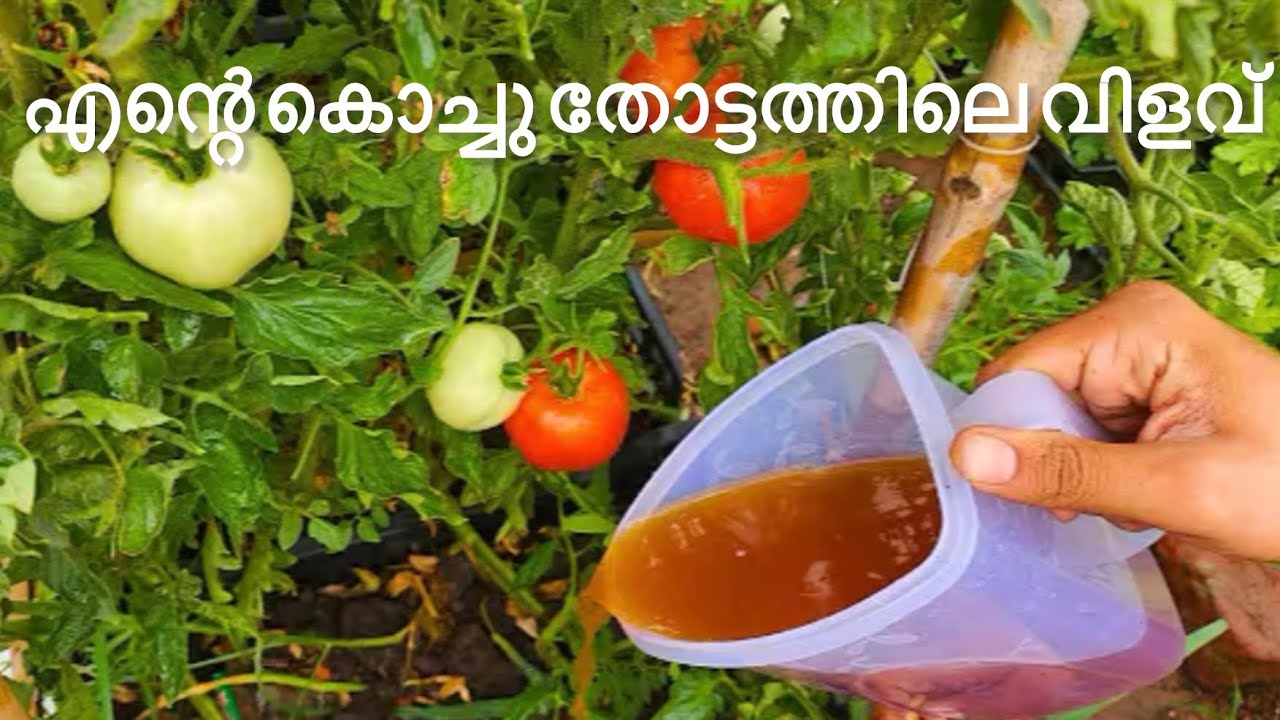 🍆 Сбор урожая овощей, выращенных дома | Органический урожай #dayinmylife #malayalamvlog #trending