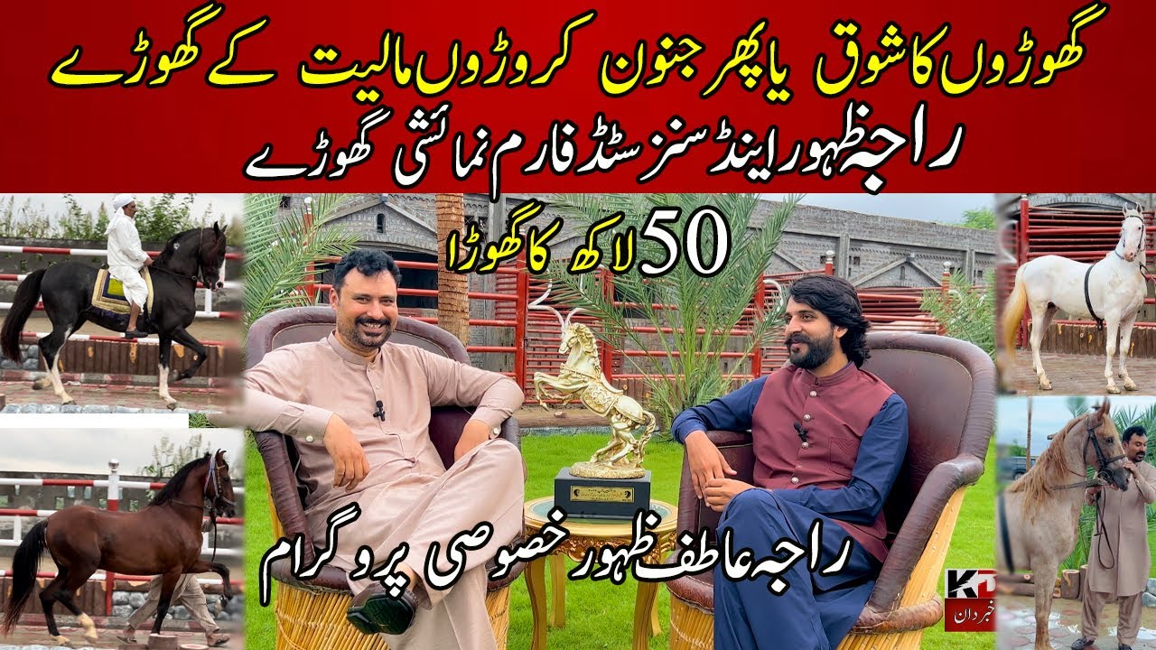Raja Zahoor and sons stud Farm Chakwal Pakistan |Most expensive desi horses || Raja Atif horse farm