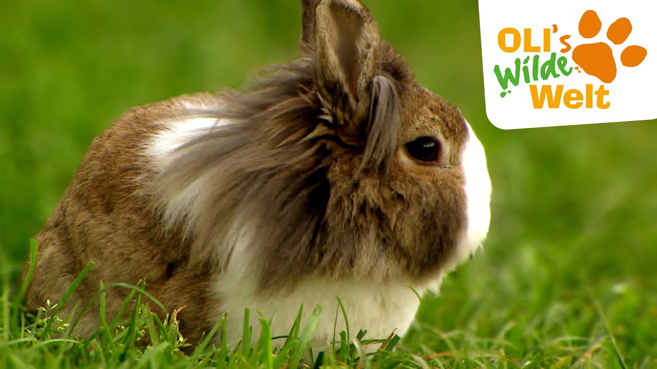 Kaninchen - gesellig oder Einzelgänger? | OLI's Wilde Welt
