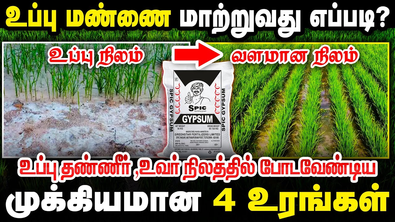 150 ரூபாயில் உப்பு படிந்த மண்ணை சரி செய்ய முடியுமா? உவர் நிலத்திற்கான உரங்கள் Gypsum Vam Compost
