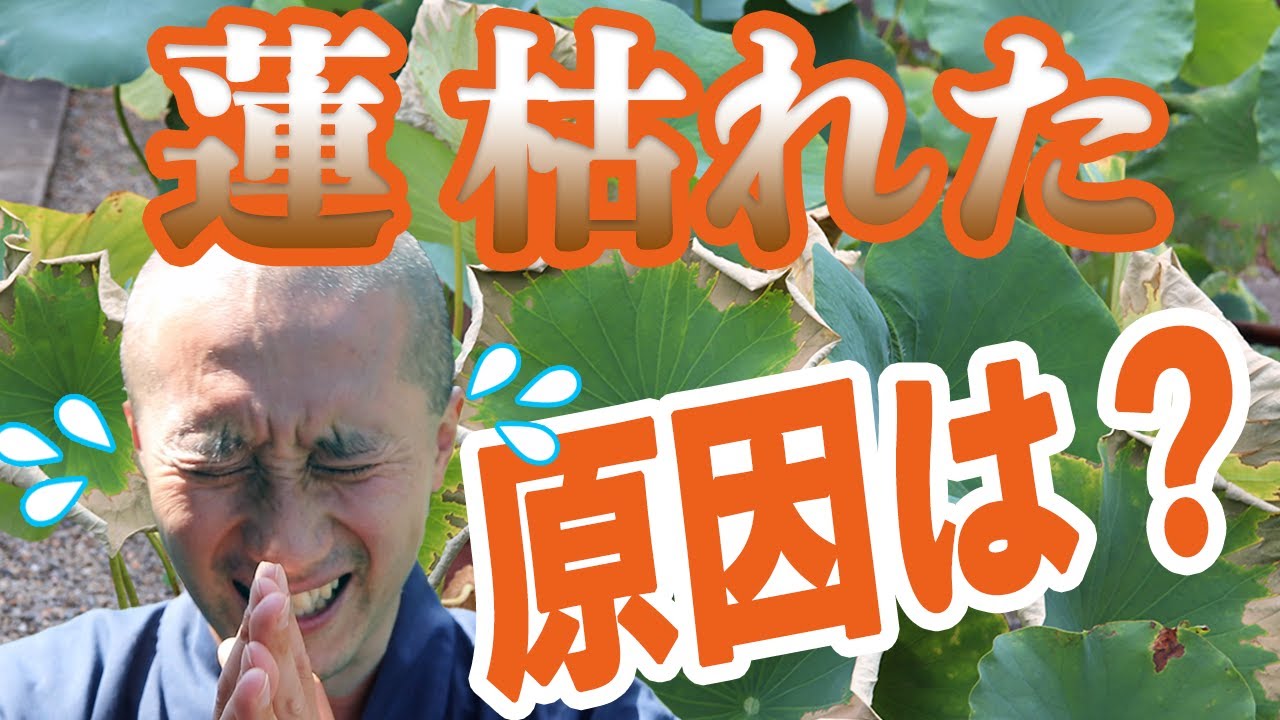 蓮が枯れた原因は？