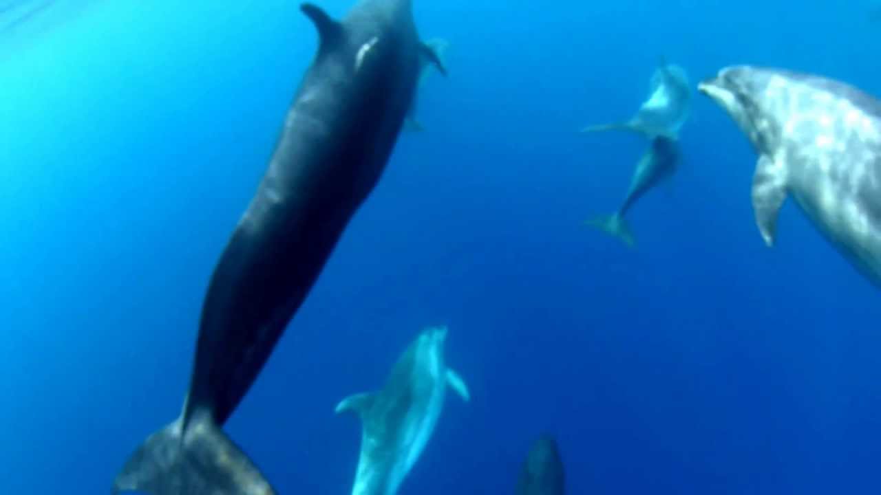 False killer whales associating with bottlenose dolphins