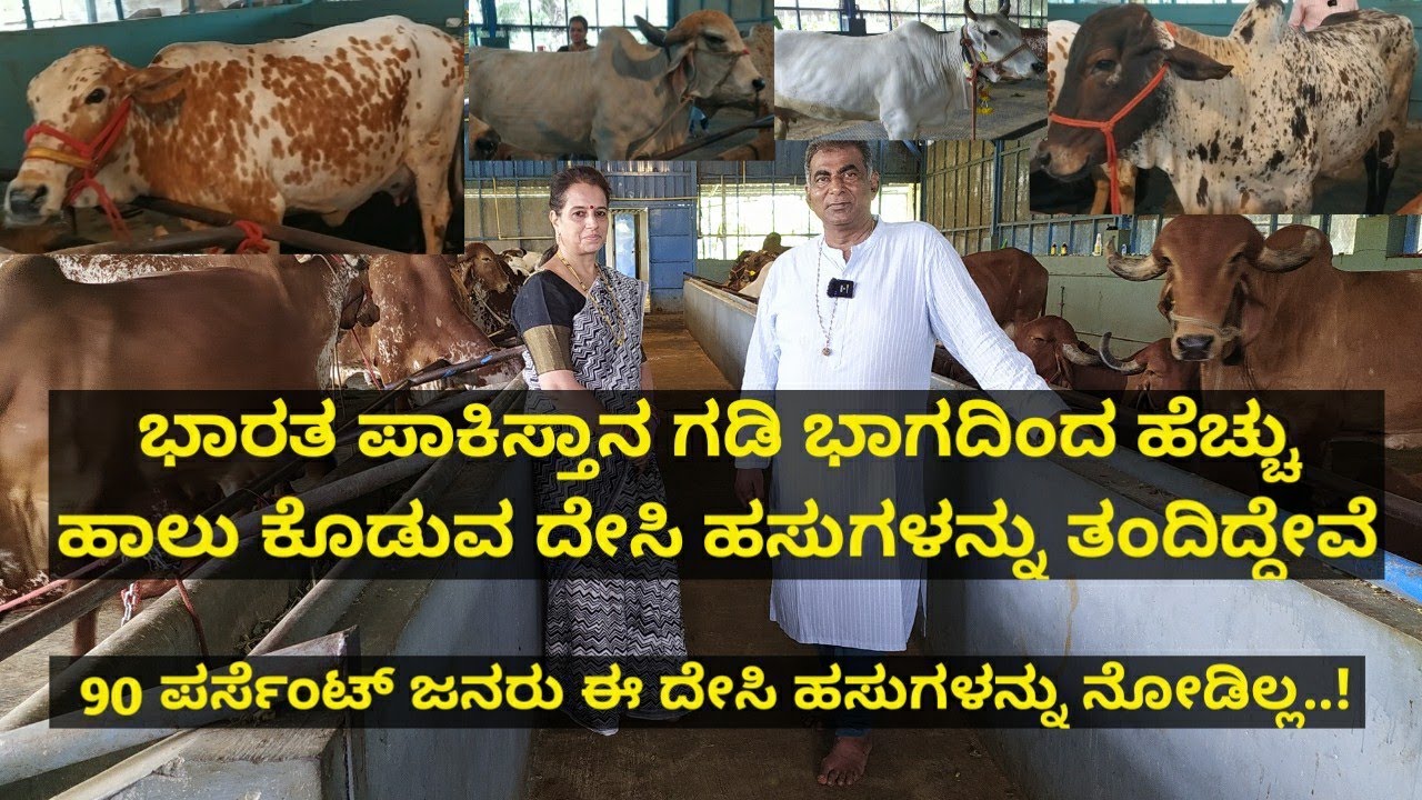 90 ಪರ್ಸೆಂಟ್ ಜನರು ಈ ದೇಸಿ ಹಸುಗಳನ್ನು ನೋಡಿಲ್ಲ..! ಭಾರತ ಪಾಕಿಸ್ತಾನ ಗಡಿ ಭಾಗದಿಂದ ಹಸುಗಳನ್ನು ತಂದಿದ್ದು..!