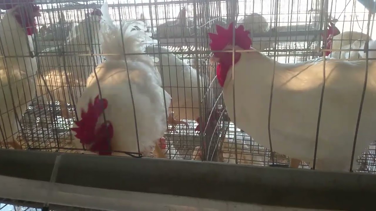 Broiler Parent Stocks at Nepal|
