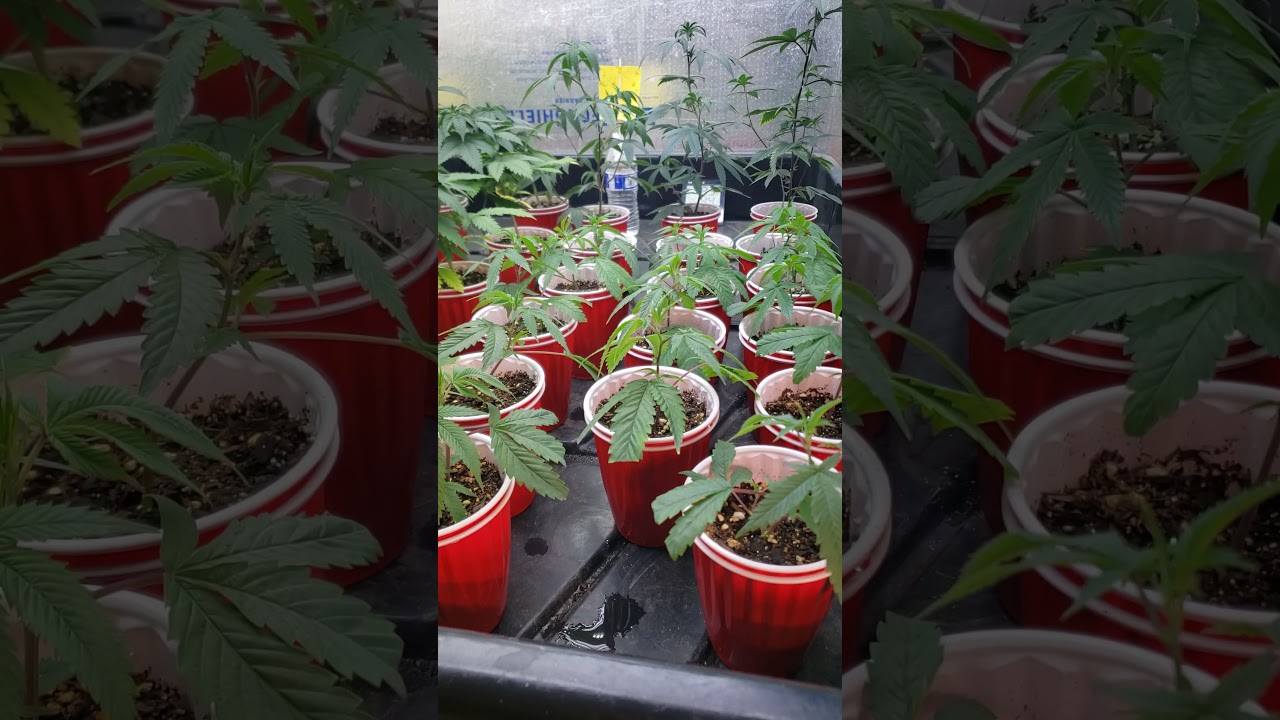 4x4 indoor cannabis grow Envy Genetics Sept 26