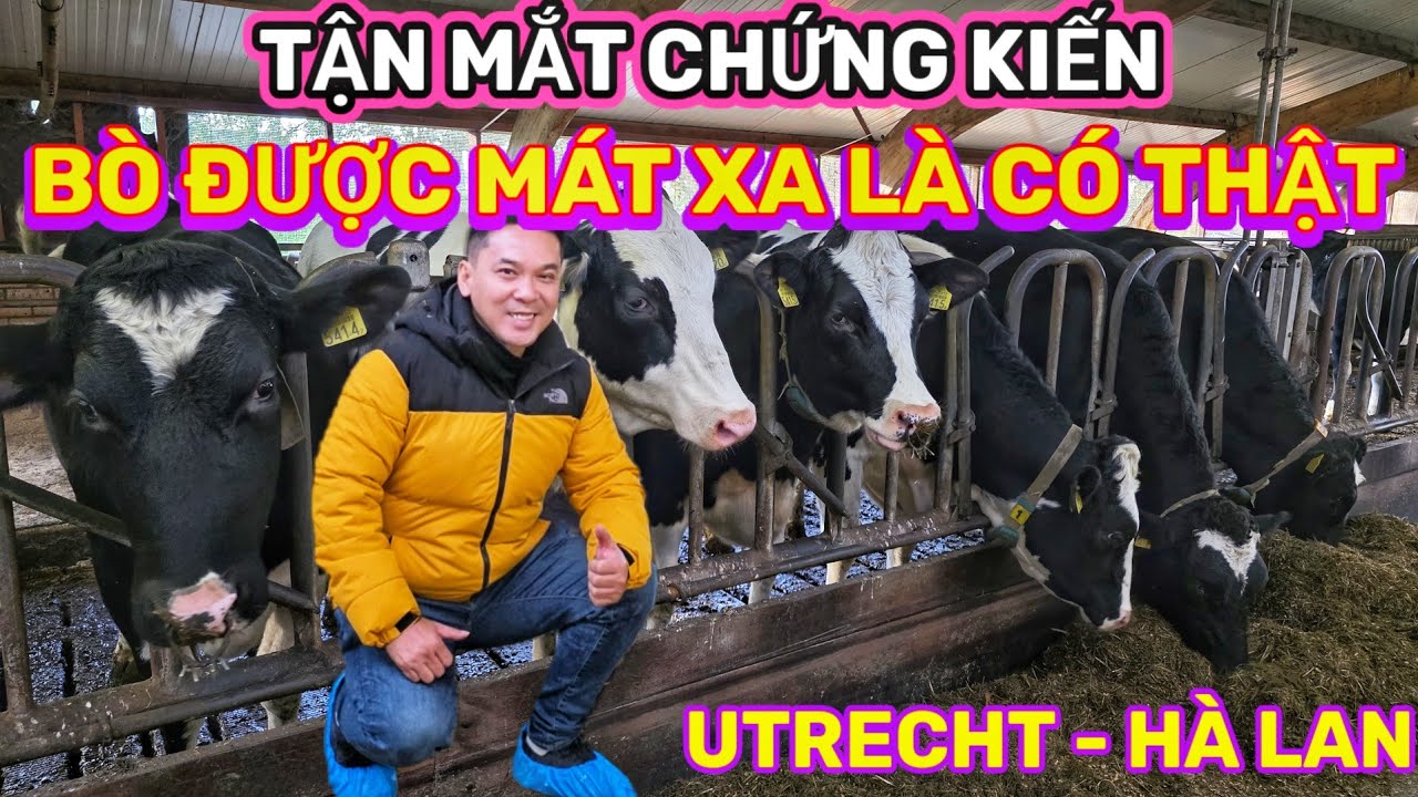 BÒ ĐƯỢC MÁT XA LÀ CÓ THẬT - TẬN MẮT CHỨNG KIẾN TRANG TRẠI CHĂN NUÔI BÒ SỮA HÀ LAN || Nick Nguyen