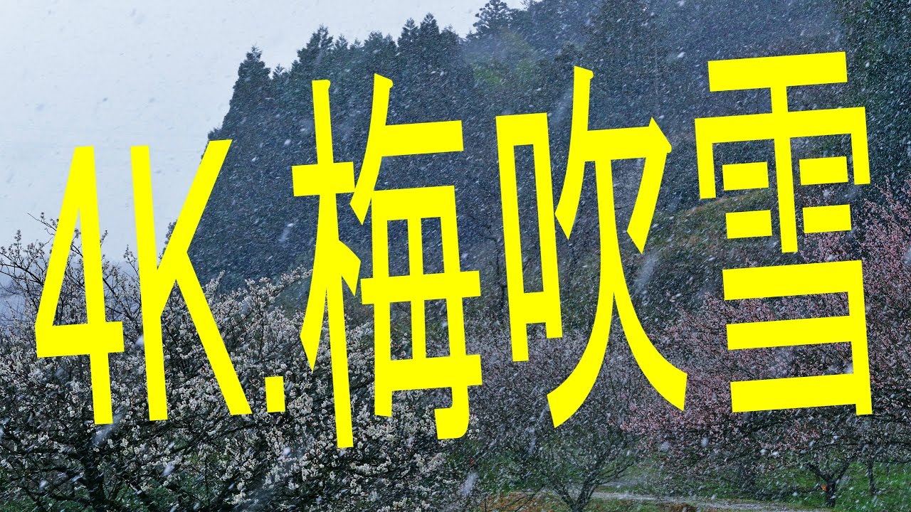 4K japanese plum  Blossms ume-fubuki 梅吹雪は桜吹雪を超えた！感動の梅の花動画　菅原天満宮で撮影